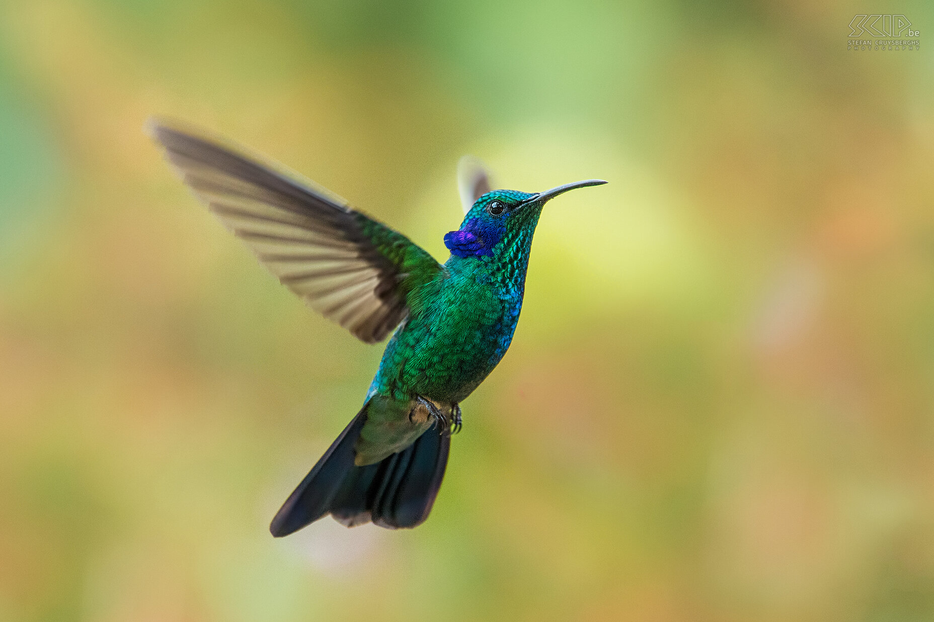 San Gerardo de Dota - Green violet-ear A male green violetear (colibri thalassinus) in the valley of San Gerardo in Costa Rica The green violetear is a medium-sized, metallic green hummingbird with glittering violet ear-patches on the both sides of its neck. This humingbird generally prefers more humid and high-altitude areas (1200 to 2300m) such as cloud forests.<br />
<br />
Hummingbirds while in flight have the highest metabolism of all animals. Their heart rate can reach as high as 1,260 beats per minute and they can beat their wings 15 to 80 times per second. Hummingbirds are continuously flying around and drinking nectar from flowers. They consume more nectar than their own weight each day.<br />
<br />
This photo is been published on the cover of 'Digital Photographer' (UK) magazine edition 162 (June 2015). Stefan Cruysberghs